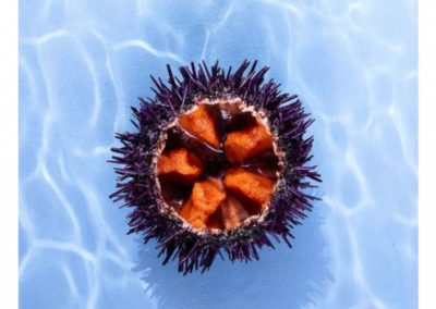 Festival International de la photographie culinaire – Mairie du V ème – Paris – Jusqu’au 30 Novembre 2020